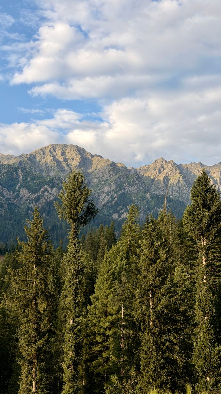Zomin tog'lari va archazorlari manzarasi